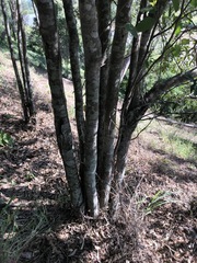 Cupaniopsis parvifolia