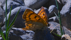Lycaena salustius