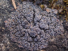 Fuscopannaria maritima