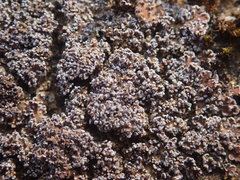 Fuscopannaria maritima