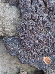 Fuscopannaria maritima