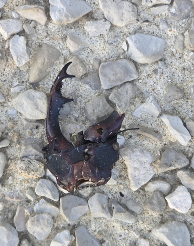 Lucanus cervus