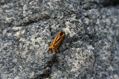 Setina aurita