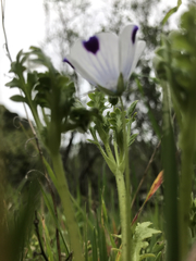 Nemophila maculata