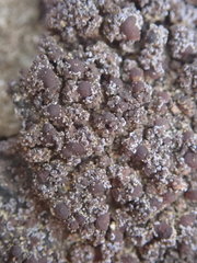 Fuscopannaria maritima
