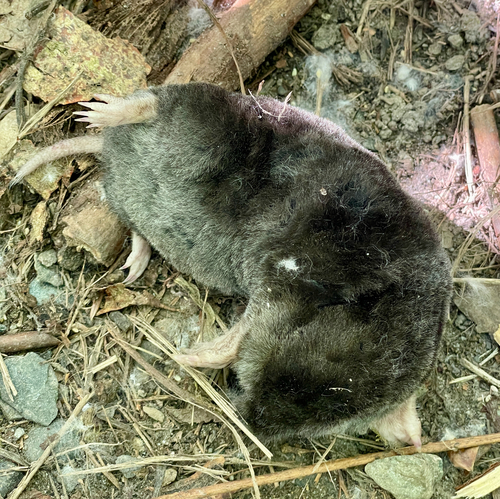 Townsend's Mole observed by farpost