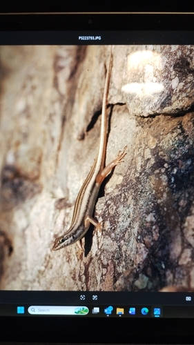 Western Rock Skink