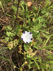 Nemophila maculata