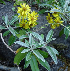 Brachyglottis laxifolia