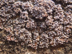 Fuscopannaria maritima