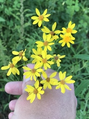 Senecio ampullaceus