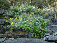 Brachyglottis laxifolia