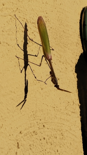 Mediterranean Conehead Mantis