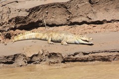 Caiman crocodilus