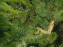 Hippocampus breviceps