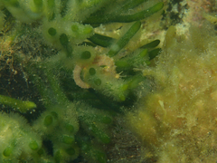 Hippocampus breviceps