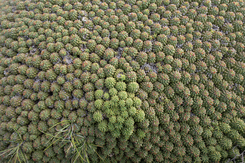 Euphorbia clavarioides, photograph 1