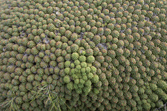 (c) Morten Ross, some rights reserved (CC BY) Euphorbia clavarioides, photograph (c) Morten Ross, some rights reserved (CC BY)