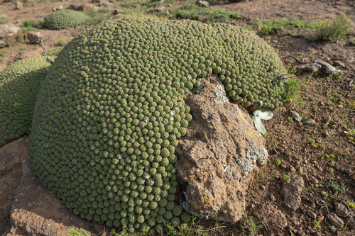 Euphorbia clavarioides, photograph 2