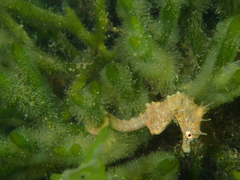 Hippocampus breviceps