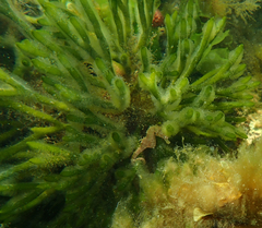 Hippocampus breviceps