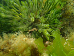 Hippocampus breviceps