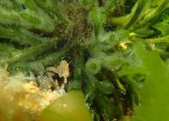 Hippocampus breviceps