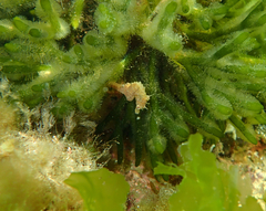 Hippocampus breviceps