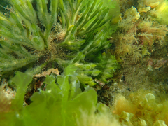 Hippocampus breviceps