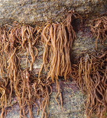 Melanosiphon intestinalis