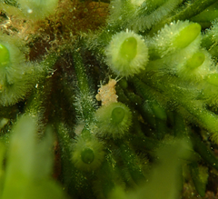 Hippocampus breviceps