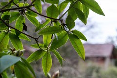 Rhododendron augustinii