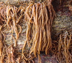 Melanosiphon intestinalis