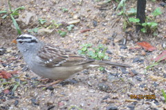 Zonotrichia leucophrys