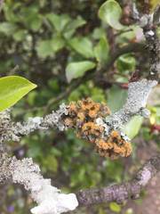 Teloschistes hypoglaucus