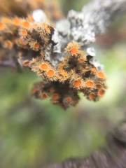 Teloschistes hypoglaucus