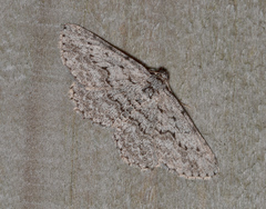 Psilosticha absorpta
