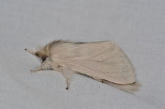 Trichiocercus sparshalli