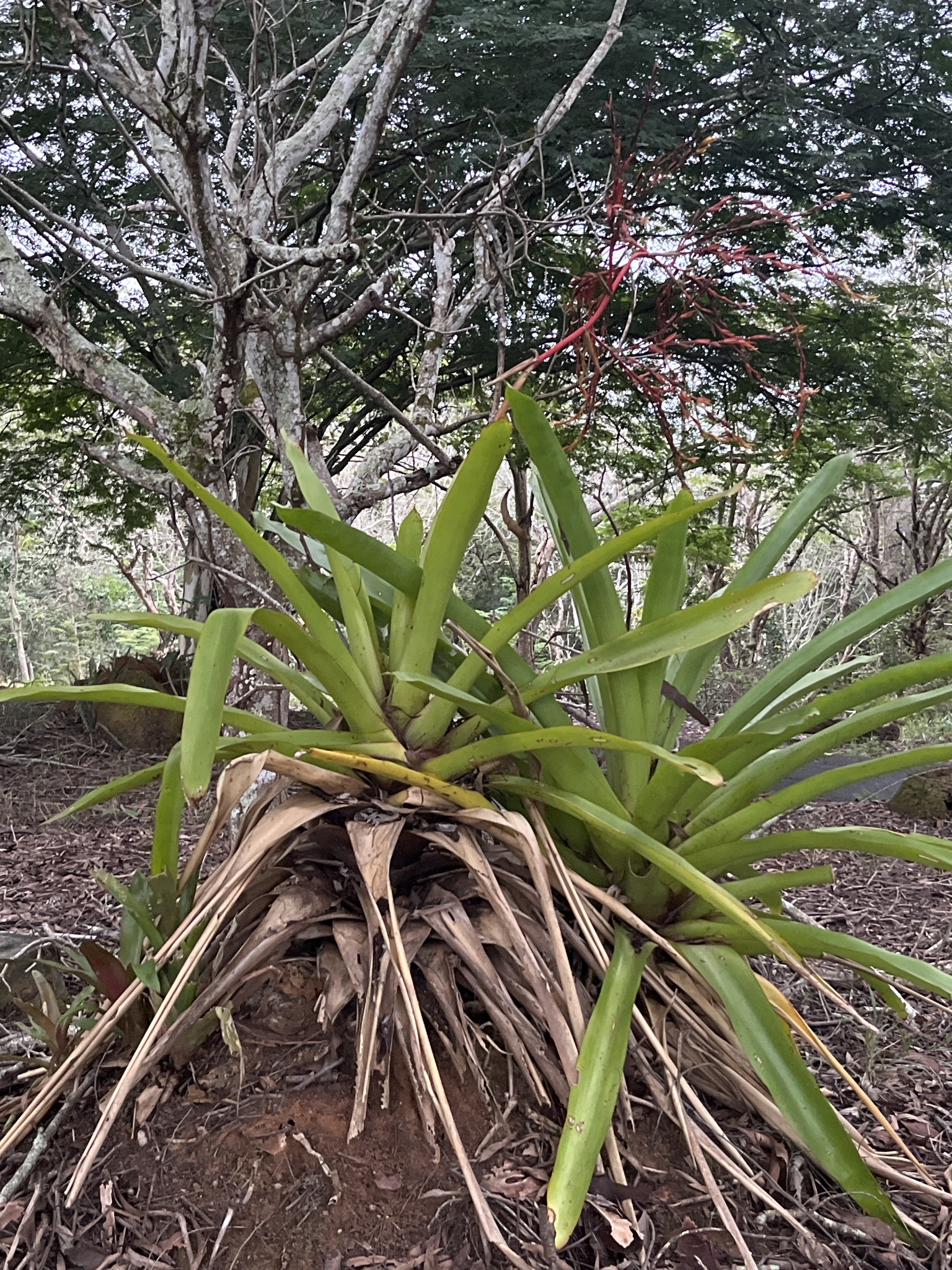 Aechmea blanchetiana