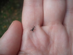 Stephanorhynchus lawsoni