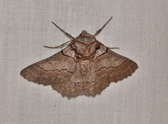 Hypobapta percomptaria