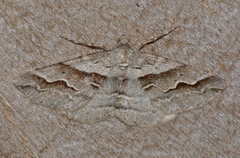 Syneora fractata