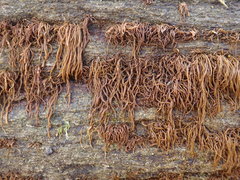 Melanosiphon intestinalis