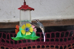 Phaethornis eurynome