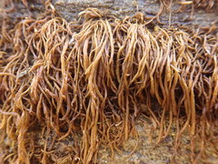 Melanosiphon intestinalis