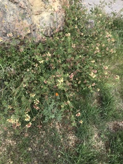 Acmispon grandiflorus grandiflorus
