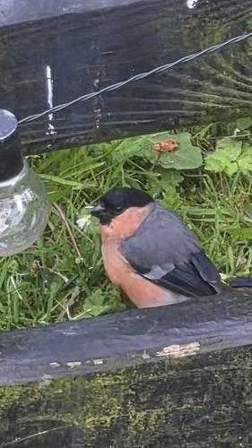 Eurasian Bullfinch