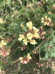 Acmispon grandiflorus grandiflorus