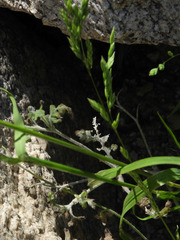 Poa bigelovii
