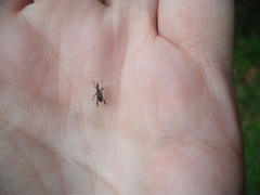 Stephanorhynchus lawsoni